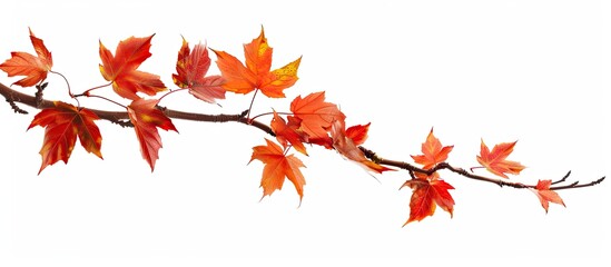 Poster - Isolated on a white background an autumn maple branch with leaves provides copy space image