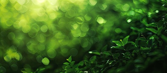 Leinwandbilder - Abstract green texture for a background with blurred elements providing a defocused green backdrop background with copy space image