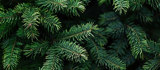 Fototapete - High quality photo of a Christmas tree background with space for text or graphics. Creative banner. Copyspace image