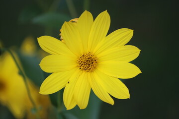 Wall Mural - Sweden. Coreopsis is a genus of flowering plants in the family Asteraceae. Common names include calliopsis and tickseed, a name shared with various other plants.                                       