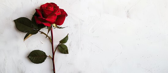 Poster - A Valentine s Day backdrop featuring a lovely rose on a white surface providing copy space for images