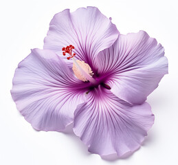 Wall Mural - purple flower with a red center on a white background