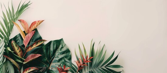 Aufkleber - Minimal summer arrangement featuring colorful tropical leaves on a white backdrop enhancing an exotic concept with ample copy space image for a border layout