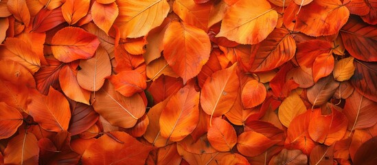 Aufkleber - Top view of a stunning fall leaf arrangement with orange leaves as a backdrop allowing room for text or images creating a picturesque copy space image