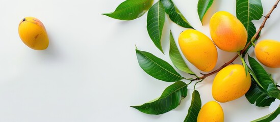 Aufkleber - A yellow ripe mango stands out among a cluster of raw mangoes and green leaves on a white background in a copy space image