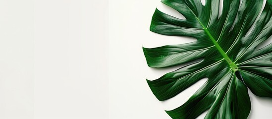 Leinwandbilder - Top down view of a vibrant tropical monstera leaf against a clean white backdrop featuring ample copy space for a poster or image