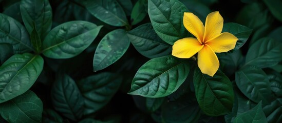 Aufkleber - Large yellow flower blossoming in the wild set against a backdrop of lush green leaves with copy space image