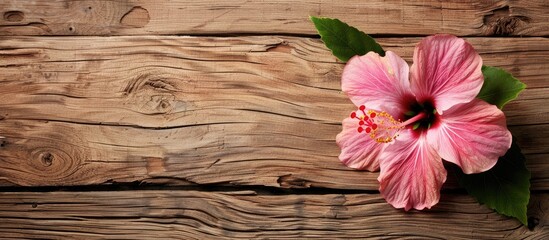 Leinwandbilder - Empty wooden background texture with a pink hibiscus flower surrounding it creating a serene copy space image