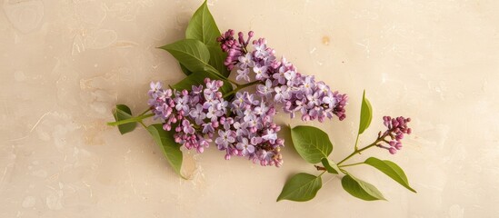 Poster - Floral lilac branch displayed as a flat lay with a close up view on a soft beige background offering copy space in a top view composition square
