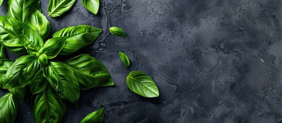 Poster - Top view of large green basil leaves on a dark grey backdrop with room for text or other elements close up in the image. Creative banner. Copyspace image