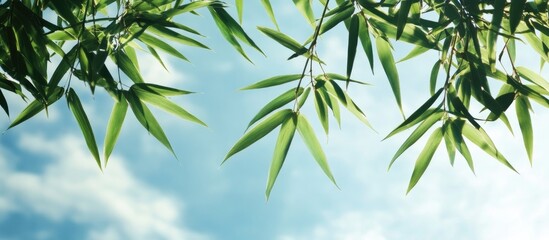 Wall Mural - Bamboo leaves set against a sky background. with copy space image. Place for adding text or design