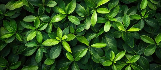 Poster - Green plants in bright daylight abstract background flat lay Nature theme Copyspace