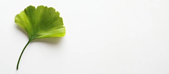 Fototapete - Ginkgo leaf against a white background. with copy space image. Place for adding text or design