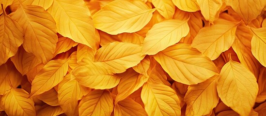 Aufkleber - Textured background of leaves Yellow foliage. with copy space image. Place for adding text or design