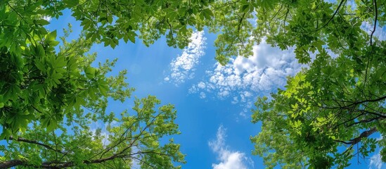 The sky is blue and the leaves are in the forest. with copy space image. Place for adding text or design