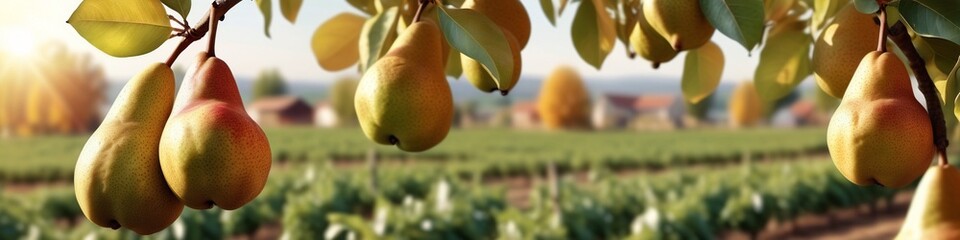 Wall Mural - The pears in the image are likely Comice pears, which are a type of European pear that is known for its sweet flavor and juicy flesh. They are also known for their long shelf life