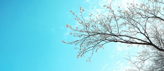 Aufkleber - Tree branch against a blue sky background with copy space