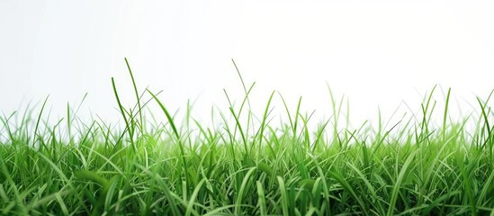 Wall Mural - Isolated green grass banner. with copy space image. Place for adding text or design