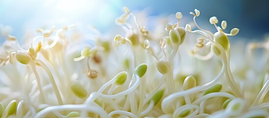 Poster - Close up of fresh raw beansprouts with copyspace