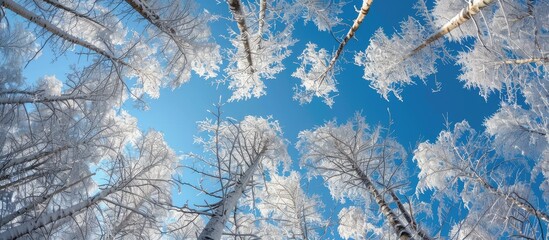 Poster - Winter larch woodland and azure sky. with copy space image. Place for adding text or design