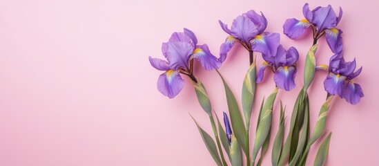Aufkleber - Composition of flowers featuring purple irises on a pink background Spring theme Flat lay top view copy space Square arrangement