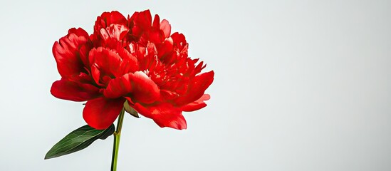 Aufkleber - Stunning red peony flower set against a white background Low key image of a blooming peony for decorative purposes. with copy space image. Place for adding text or design