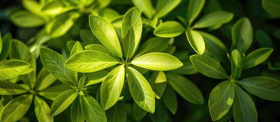 Detail of a green plant with numerous branches set against a natural background. with copy space image. Place for adding text or design