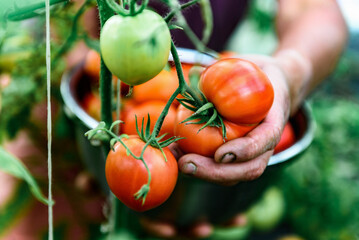 Wall Mural - Woman's hands picking fresh tomatoes in greenhouse.