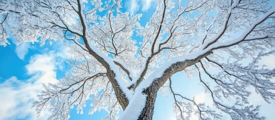 Poster - Snow covered winter tree against a blue sky background full frame upward perspective. with copy space image. Place for adding text or design