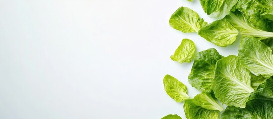Leinwandbilder - Fresh tender leaves of romaine lettuce isolated on a white background with copyspace in a horizontal layout