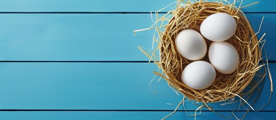 Leinwandbilder - Top view of fresh organic white eggs nestled in hay on a bright blue wooden surface with copy space