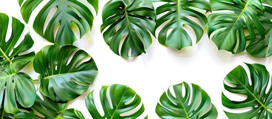 Poster - Green tropical leaves on a white background Top view with copy space Flat lay