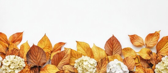 Poster - Arrangement of yellow and brown beech autumn leaves and hydrangea flowers mockup on a white background Empty side view still life copyspace