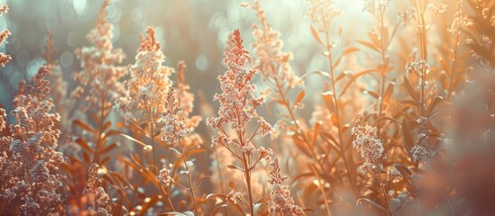Fototapete - textured vintage paper background featuring fireweed. with copy space image. Place for adding text or design