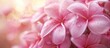 © Ilgun - Close up pink plumeria flowers are ideal as houseplants featuring a visually pleasing display with an empty area for additional text or graphics known as a copy space image