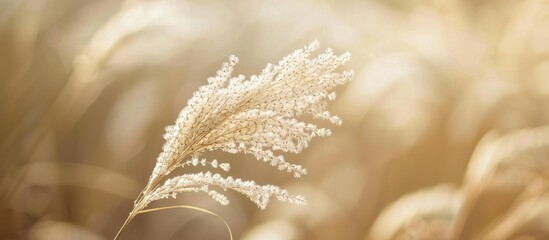 Canvas Print - Wild grass flower with a blurred background ideal for copy space image