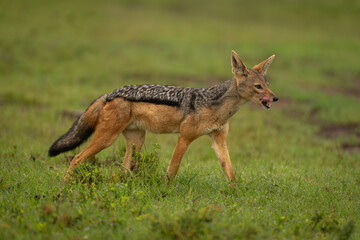 Canvas Print - Black-backed jackal walks across grass licking lips