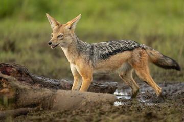 Wall Mural - Black-backed jackal stands near dead hippo carcase