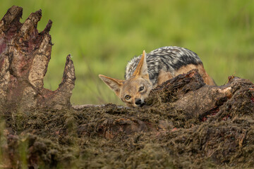 Canvas Print - Black-backed jackal stands gnawing on hippo carcase