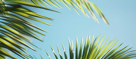 Wall Mural - Palm fronds set against a clear blue sky for a serene copy space image