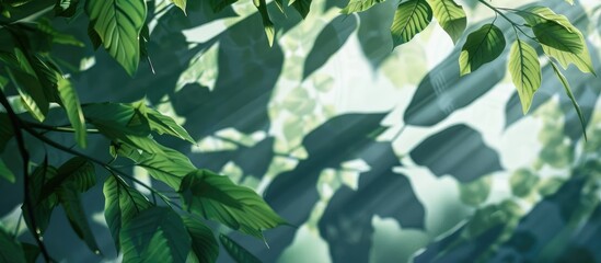 Wall Mural - summer setting with leaf shadows casting background material creating a copy space image