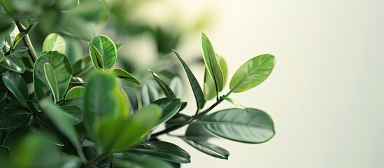 Sticker - A green foliage shot against a white backdrop with a blurred background offering ample copy space image