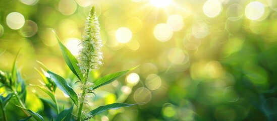 Wall Mural - Macro close up of wild grass flower with green leaves on the left set against a blurred background providing ample copy space image