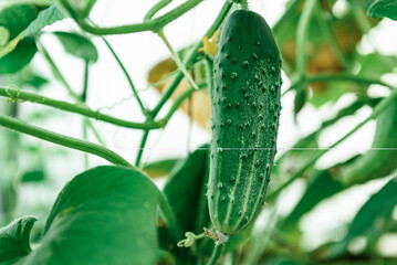 Wall Mural - Growing organic green cucumbers in greenhouse.