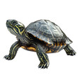 © vanilnilnilla - Detailed Photograph of Striped Green and Brown Turtle on Plain White Background Transparent PNG