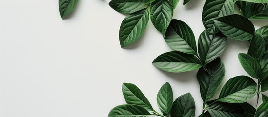 Green leaves on a white backdrop with room for text in the photo of foliage. Copy space image. Place for adding text and design