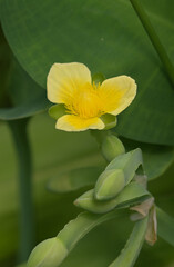 Sticker - Beautiful close-up of limnocharis flava