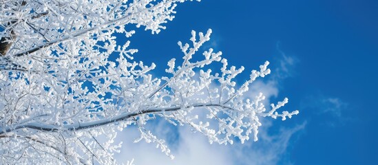 Wall Mural - Snow-covered tree branches contrasted against a vivid winter sky provide a picturesque winter scene in Artvin with a frozen branch, using white and blue tones, offering a serene copy space image.