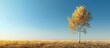 © Ilgun - A solitary birch tree stands in a meadow under a clear blue autumn sky creating a serene natural landscape with copy space image