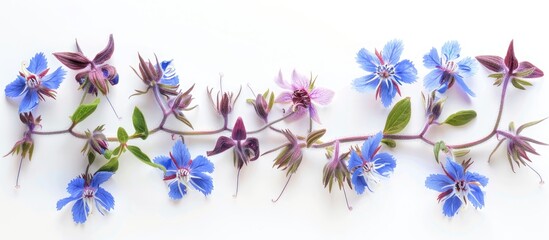 Blue borage flowers collected for homemade yeast against a white backdrop with ample copy space image